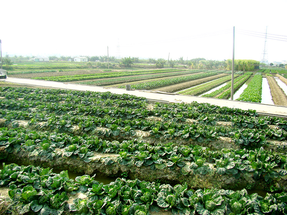 蔬菜種值基地